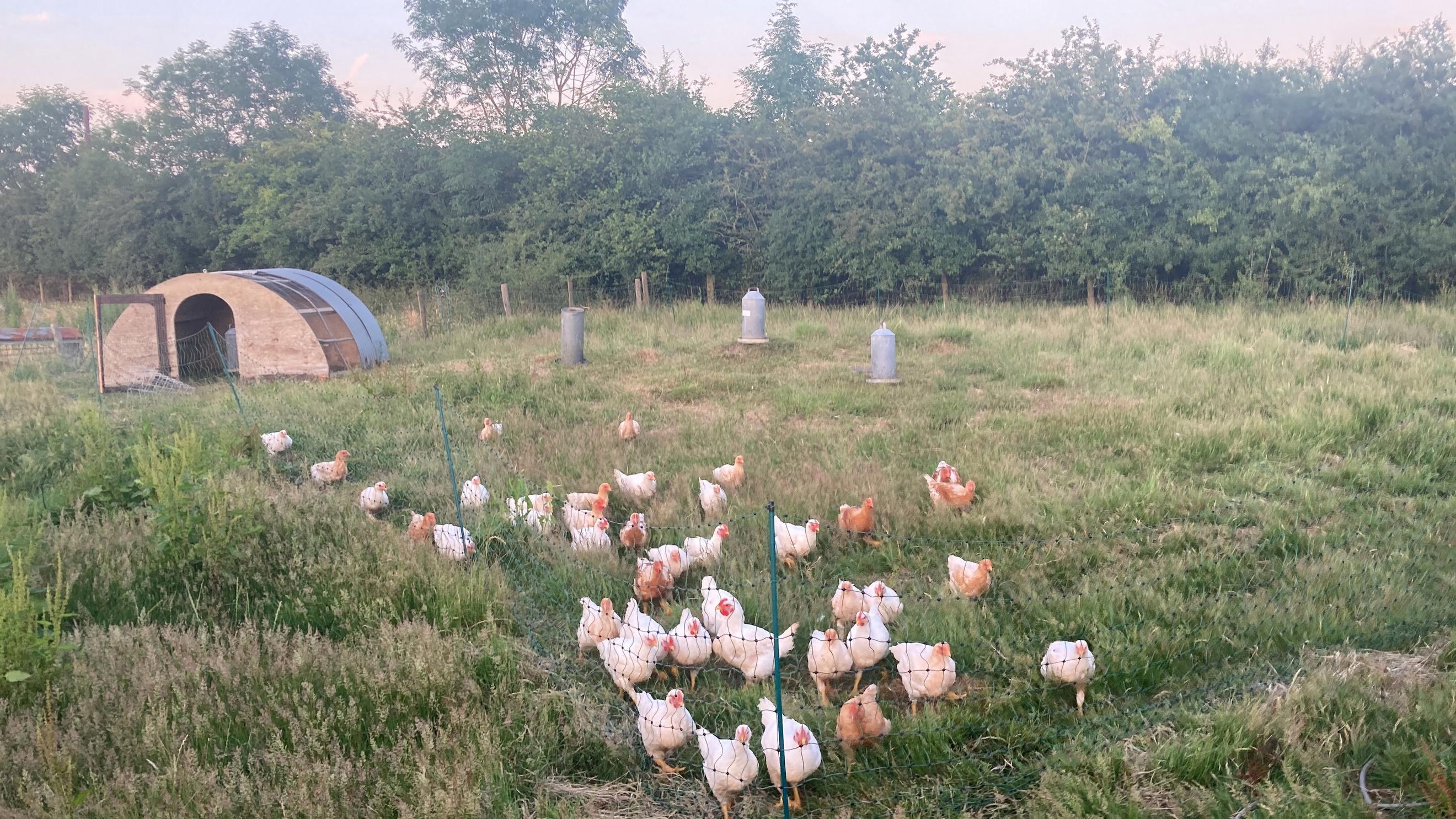 Chicken Breasts (pack of two)