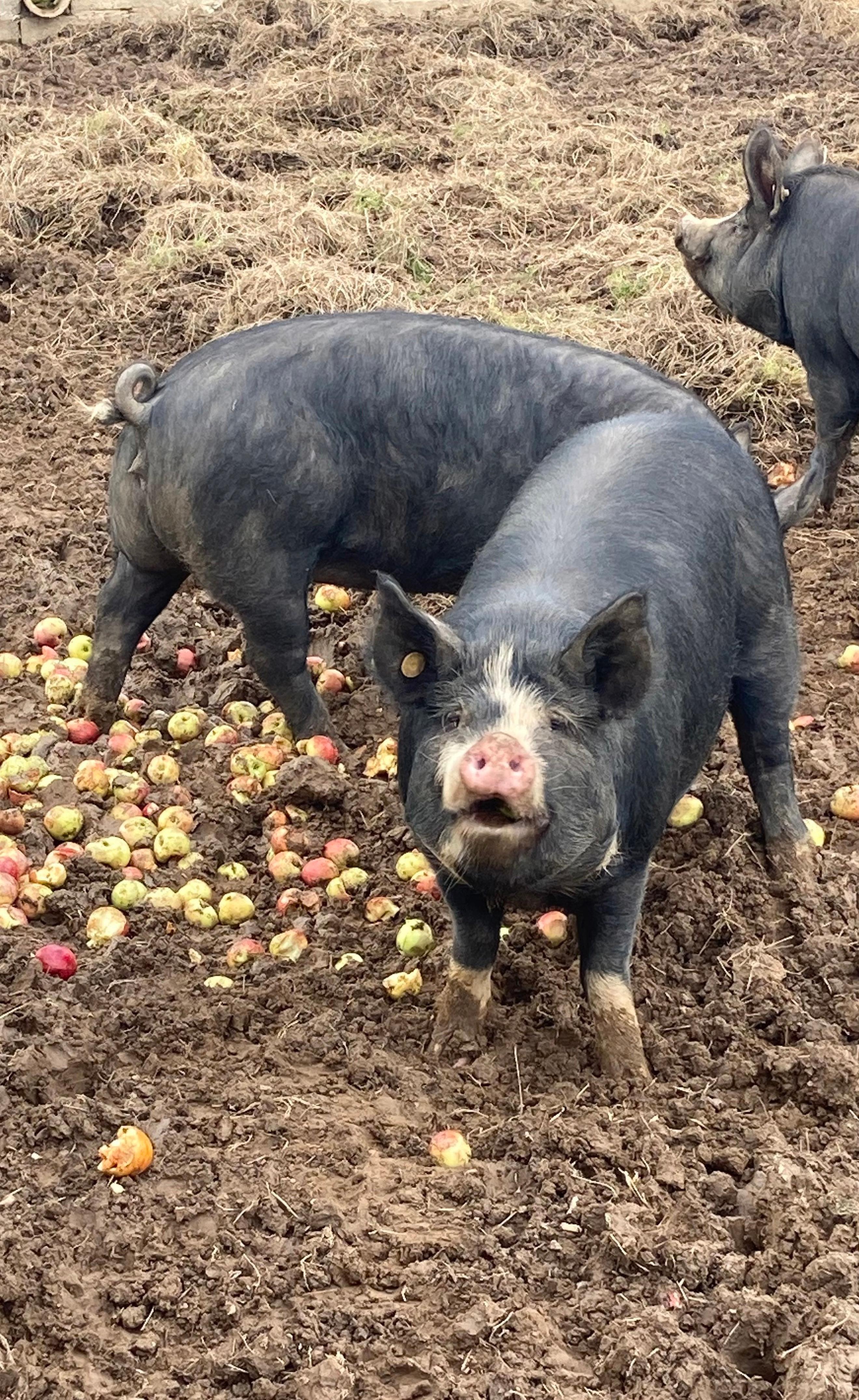 Boneless Pork Shoulder 2.2-2.4kg