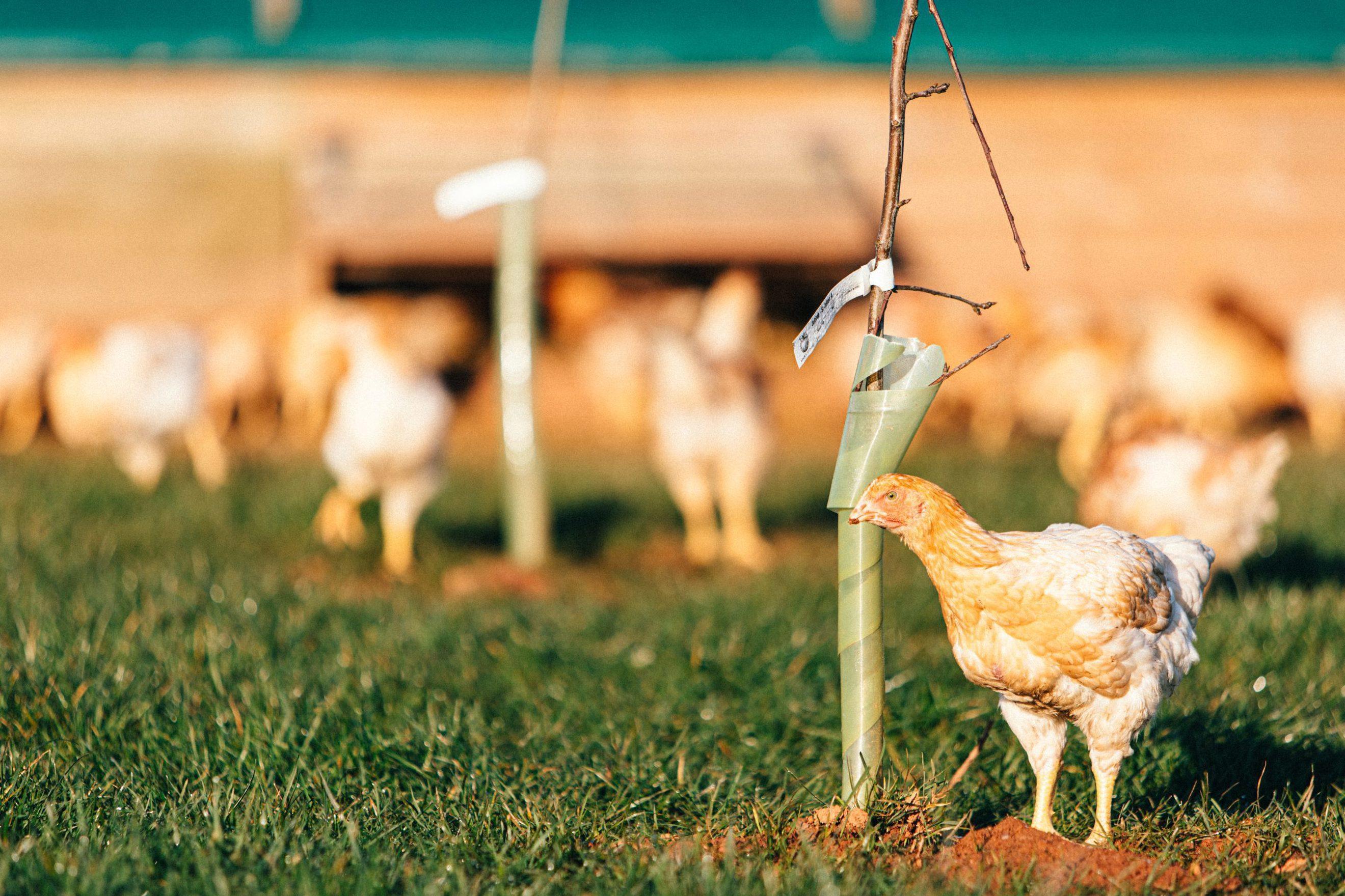 Stream Farm Whole Organic Chicken (2.3-2.5kg)