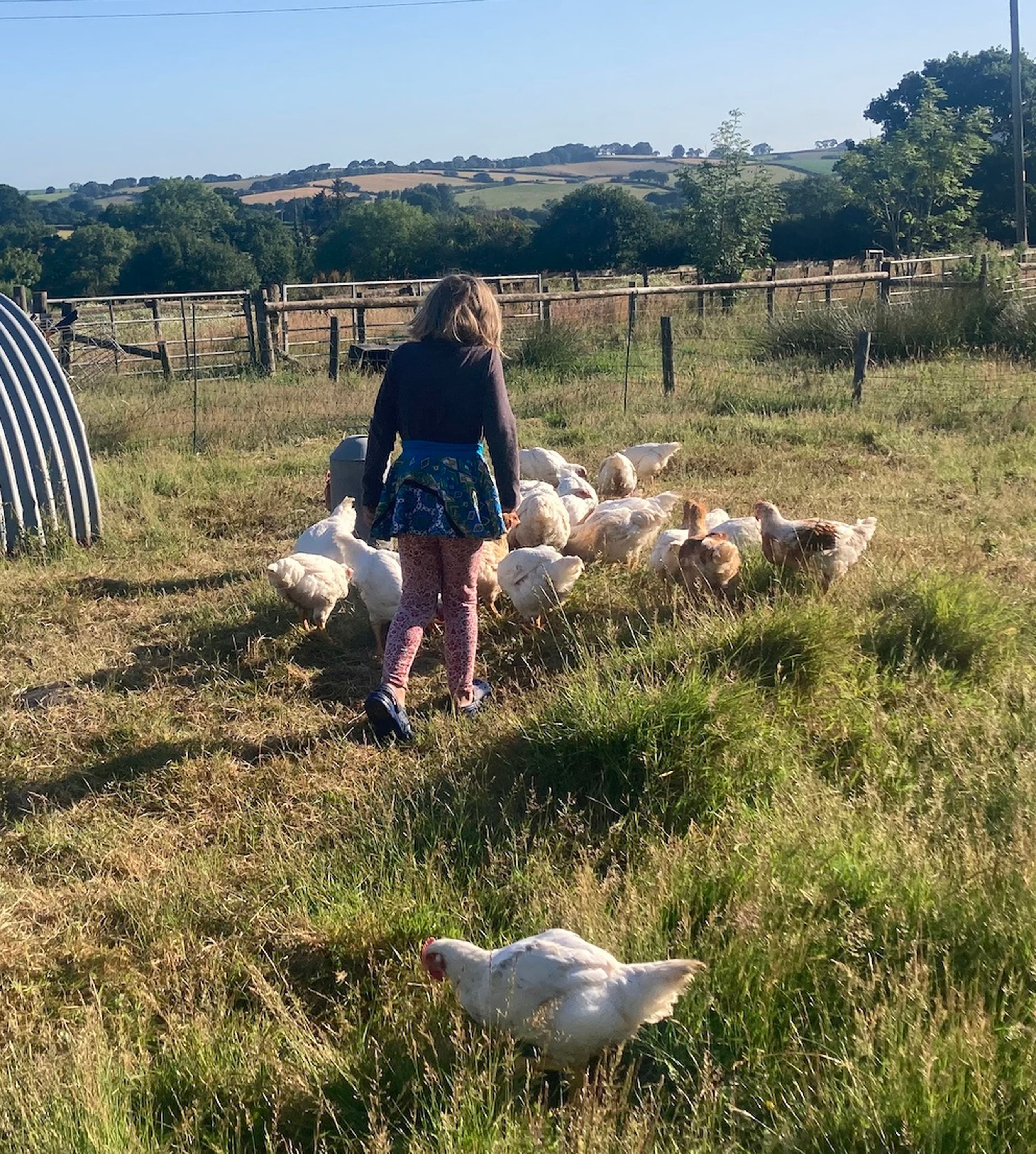 North Down Farm Whole Chicken (2.2-2.6kg) - Organically-fed, Pasture-raised