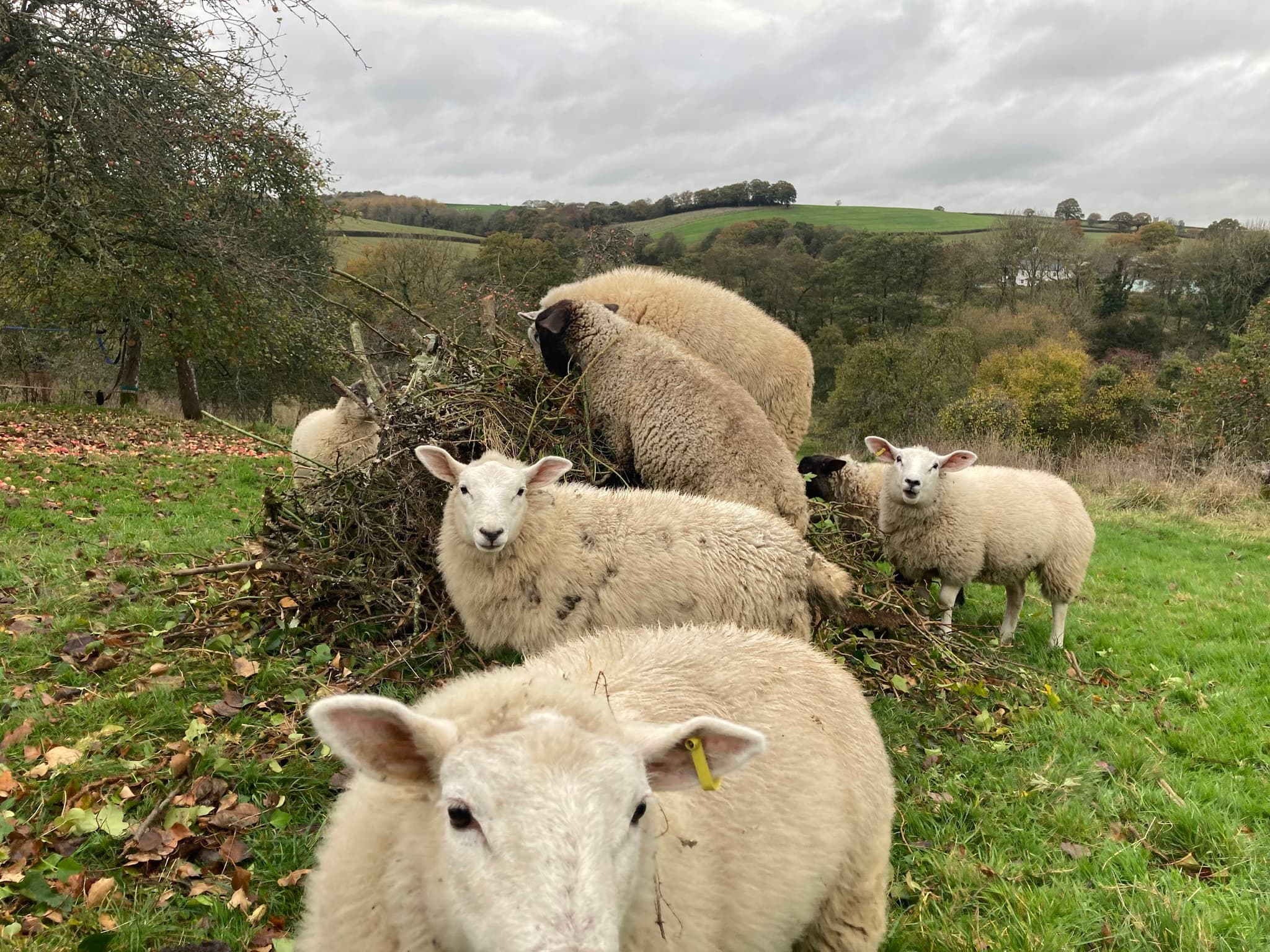 Organic Lamb Box 7-8kg