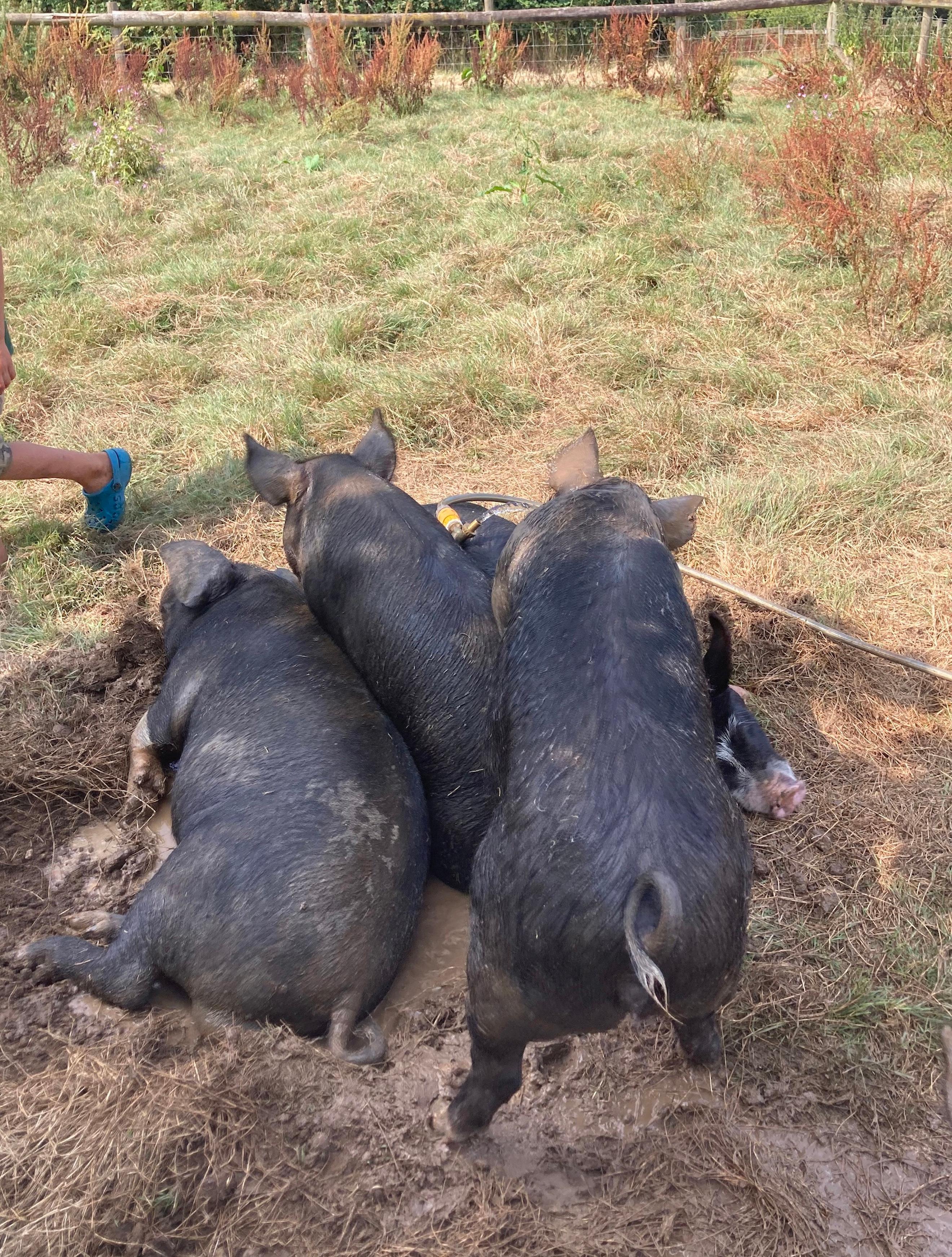 Pack of 6 Farmhouse Sausages