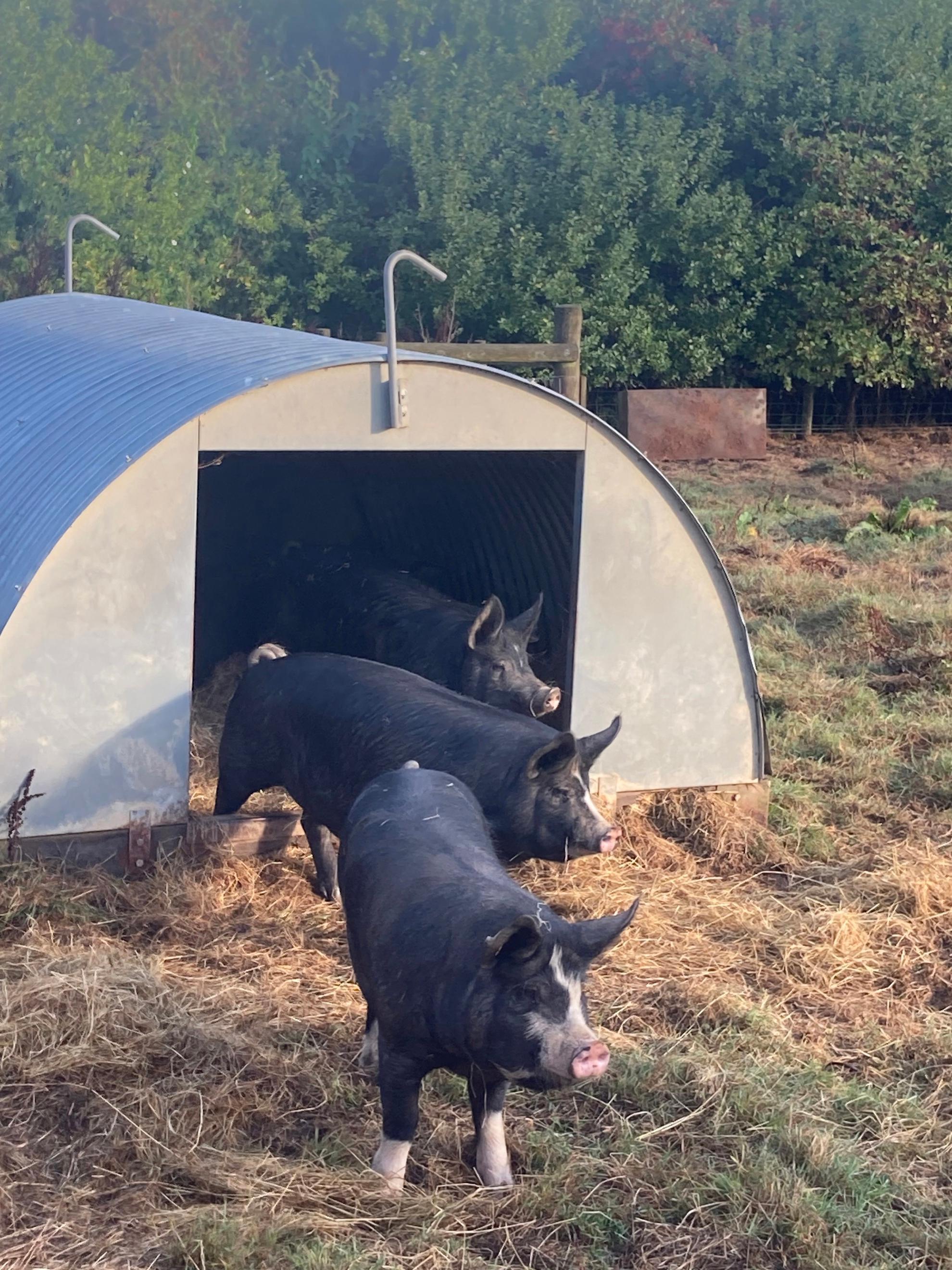 Nitrate-Free, Dry-cure Back Bacon 270-300g